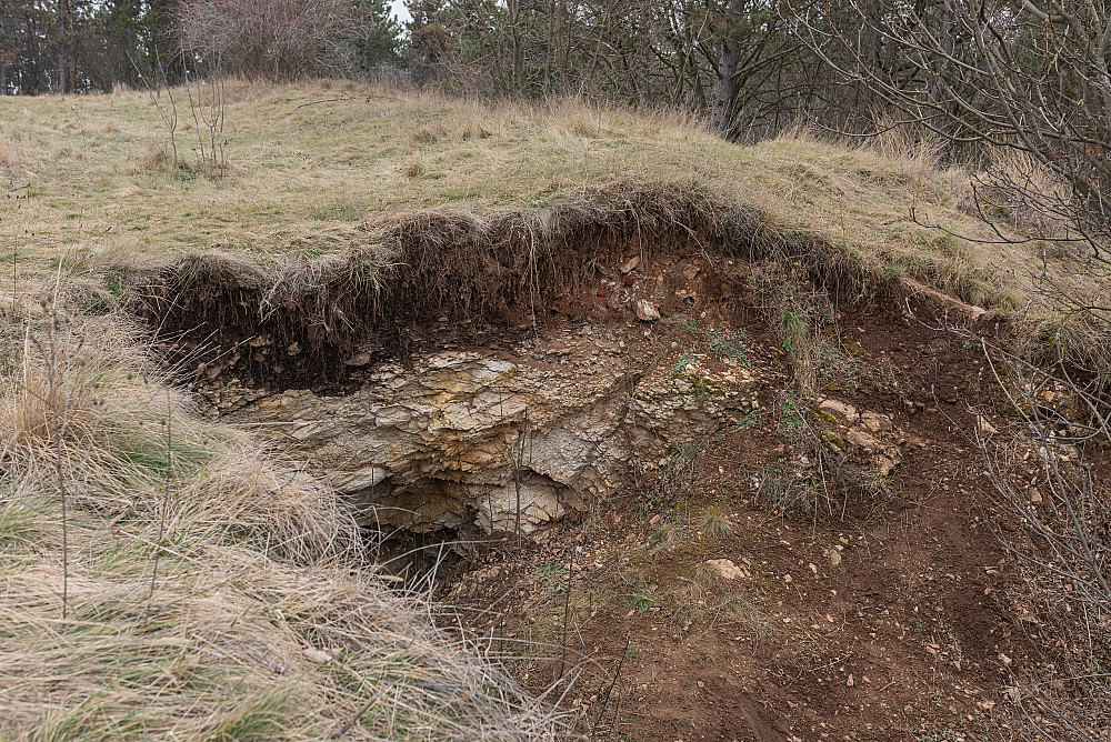 Photo #1808 with ground, ambient-light, eye-level, autumn, high-grass ...